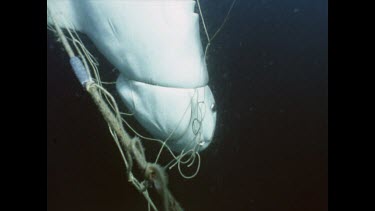 CU. Tiger shark caught in shark nets. Dead.