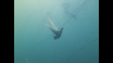 Hammerhead caught in shark nets.