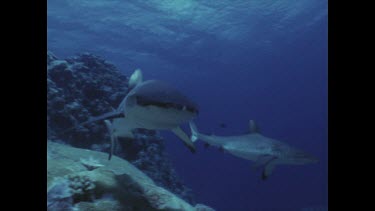 Grey Reef shark bumps camera