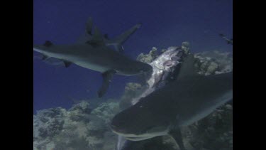 White tipped reef shark bumps camera, swims over camera