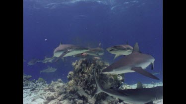 White tipped reef shark feeding on bait. Feeding frenzy