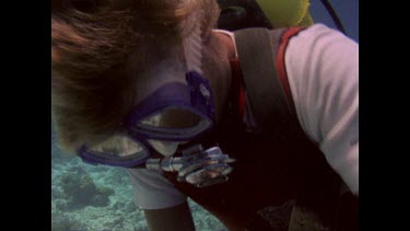 Scuba diver attaching bait to rock to attract reef sharks.