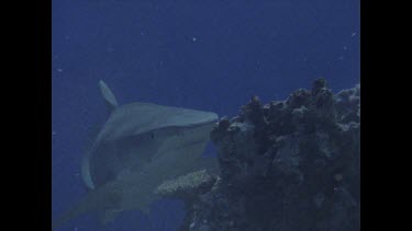 Tiger Shark eating dead Tuna
