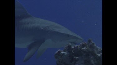 Tiger Shark swimming with tail in mouth