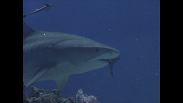 Tiger Shark swimming with tail in mouth