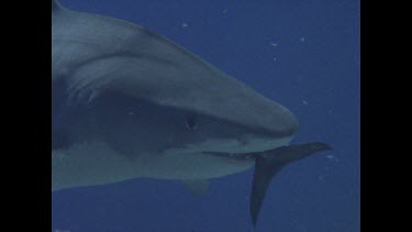 Tiger Shark swimming with tail in mouth and Valerie Taylor