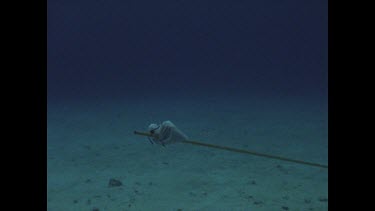 Diver with bait on a stick swims slowly through frame