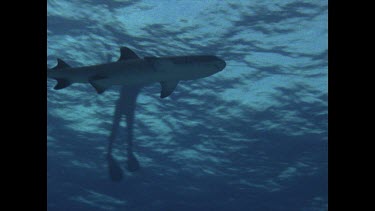 White Tip swims past Valerie Taylor in shark screen bag