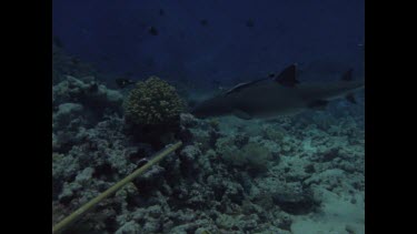 White Tip Reef shark, with divers and electric sticks test