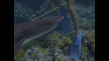 White Tip Reef shark, with divers and electric sticks test
