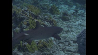 White Tip Reef shark prodded with electric stick