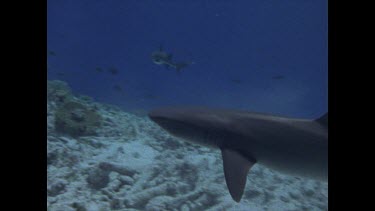 White Tip Reef shark and diver with electric stick