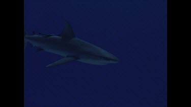 White Tip reef shark swimming