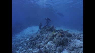 Divers around rotting dead shark