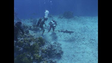 Divers with cameras and sharks in background