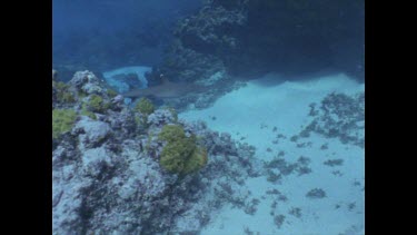 White Tip Reef Shark swims under ledge