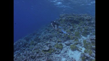 Diver swimming next to coral