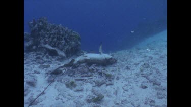 Dead White Tip Reef Shark