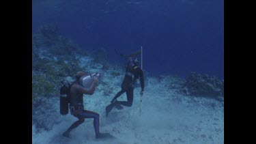 Divers with cameras and sharks in background