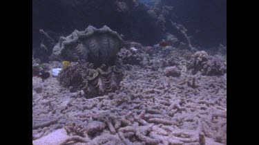 Zoom in to giant clams