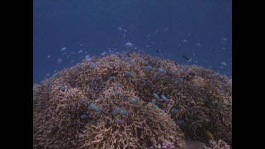 Colourful reef - school of blue fish within coral