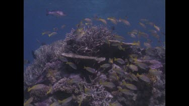 coilourful reef - coral and yellow fish