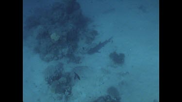 From above White Tip Reef Shark resting on ocean floor, moves away
