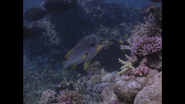 Line Sweetlip swimming amongst coral