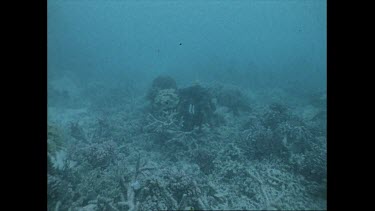 Giant clam