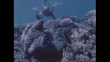 Valerie Taylor with giant clam