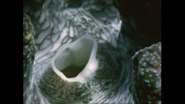 Giant clam