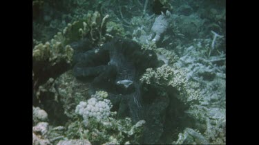 Giant clam