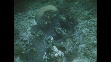 Giant clam