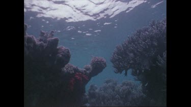 Valerie Taylor swims over coral