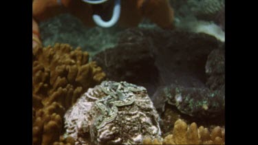 Valerie Taylor with giant clam