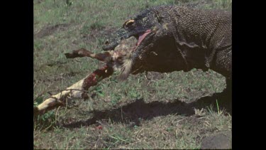 komodo dragon feeding on a goat carcass