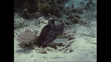 Giant clam