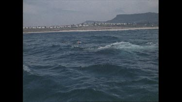 Swimming with right whales near Coalcliff
