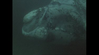 Swimming with right whales