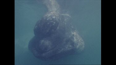 right whale swimming near Coalcliff