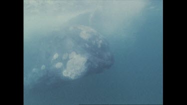 right whale swimming near Coalcliff