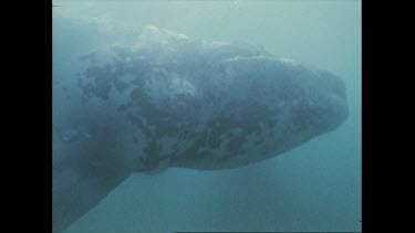 right whale calf
