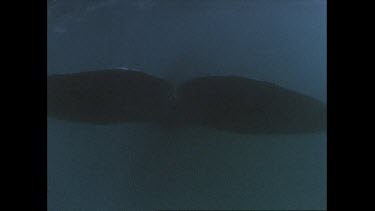 right whale tail