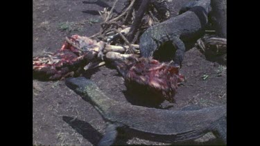 Komodo dragons feeding on goat carcass