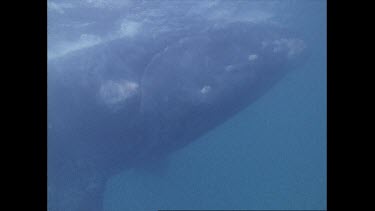 closeup of right whale