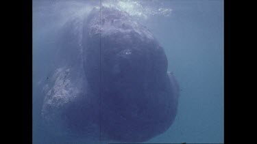 adult right whale