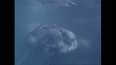 right whale calf