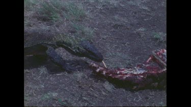 Komodo dragon with goat carcass