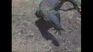 Komodo dragon walks away from carcass