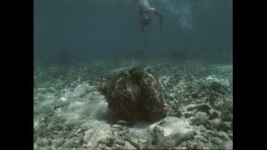 Valerie Taylor dives to a living giant clam